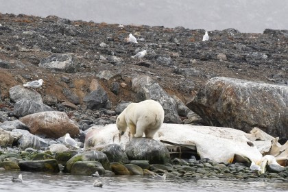 Around Spitsbergen - In the realm of Polar Bear & Ice
