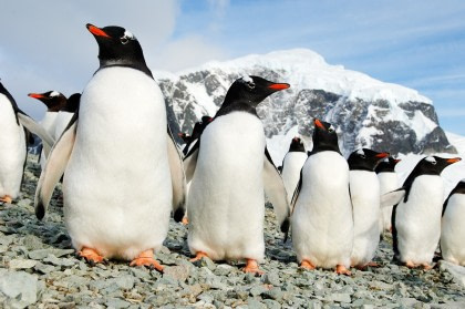 Antarctica - ontdekking en leerreis