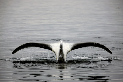 Bowhead Whale#}