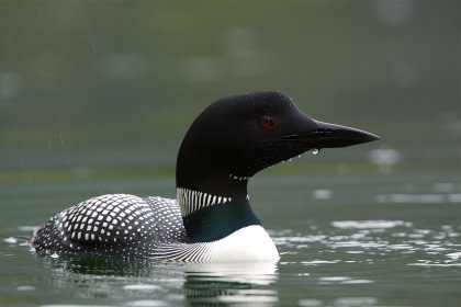 Great Northern Diver#}