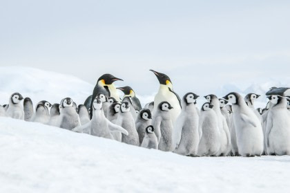 Weddell Sea - In search of the Emperor Penguin, incl. helicopters