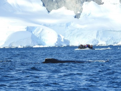 Antarctica - Poolcirkel - Walvissen spotten