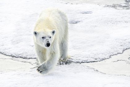 Noord Spitsbergen, Op zoek naar de ijsbeer en pakijs