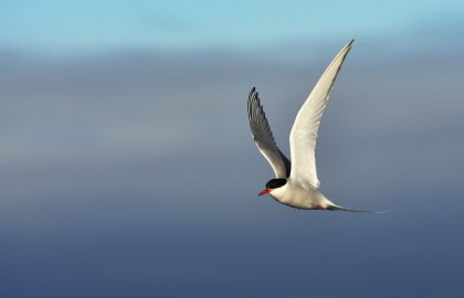 Arctic Tern#}