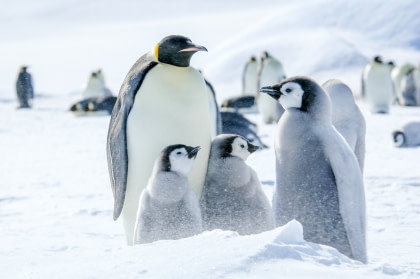 Weddell Sea – In search of the Emperor Penguin, incl. helicopters