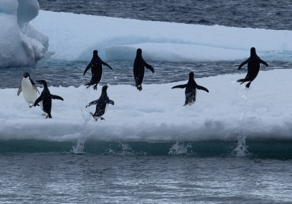 Adélie Penguins & the Weddell Sea#}