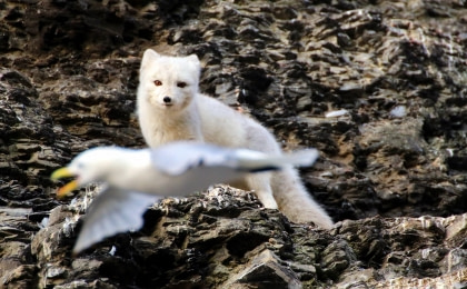 Arctic Fox#}
