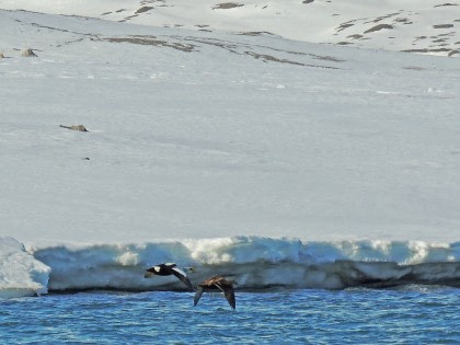 Nord Spitzbergen, Arktische Sommer - Vogelbeobachtung