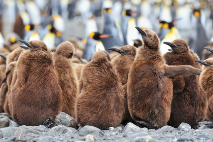 Falkland Islands – South Georgia – Antarctica