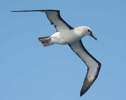 Albatrosses of Nightingale Island#}