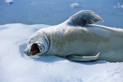 Crabeater Seal#}