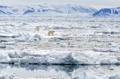 Rond Spitsbergen - In het gebied van de ijsbeer en ijs