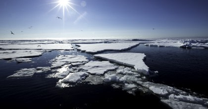 Arktischer Ozean Expedition, Fair Isle - Jan Mayen – Eiskante - Spitzbergen - Vogelbeobachtung