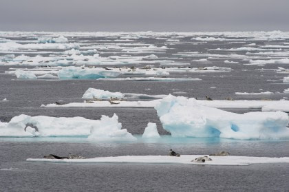 Expedición Océano Ártico, Aberdeen - Fair Isle - Jan Mayen - Borde de hielo - Spitsbergen - Observación de aves