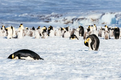 Emperor Penguin#}