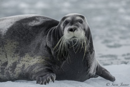 Bearded Seal#}