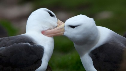 Black-browed Albatross#}
