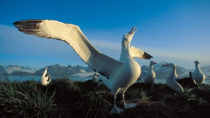 Grote Albatros#}