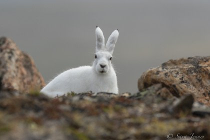 Arctic Hare#}
